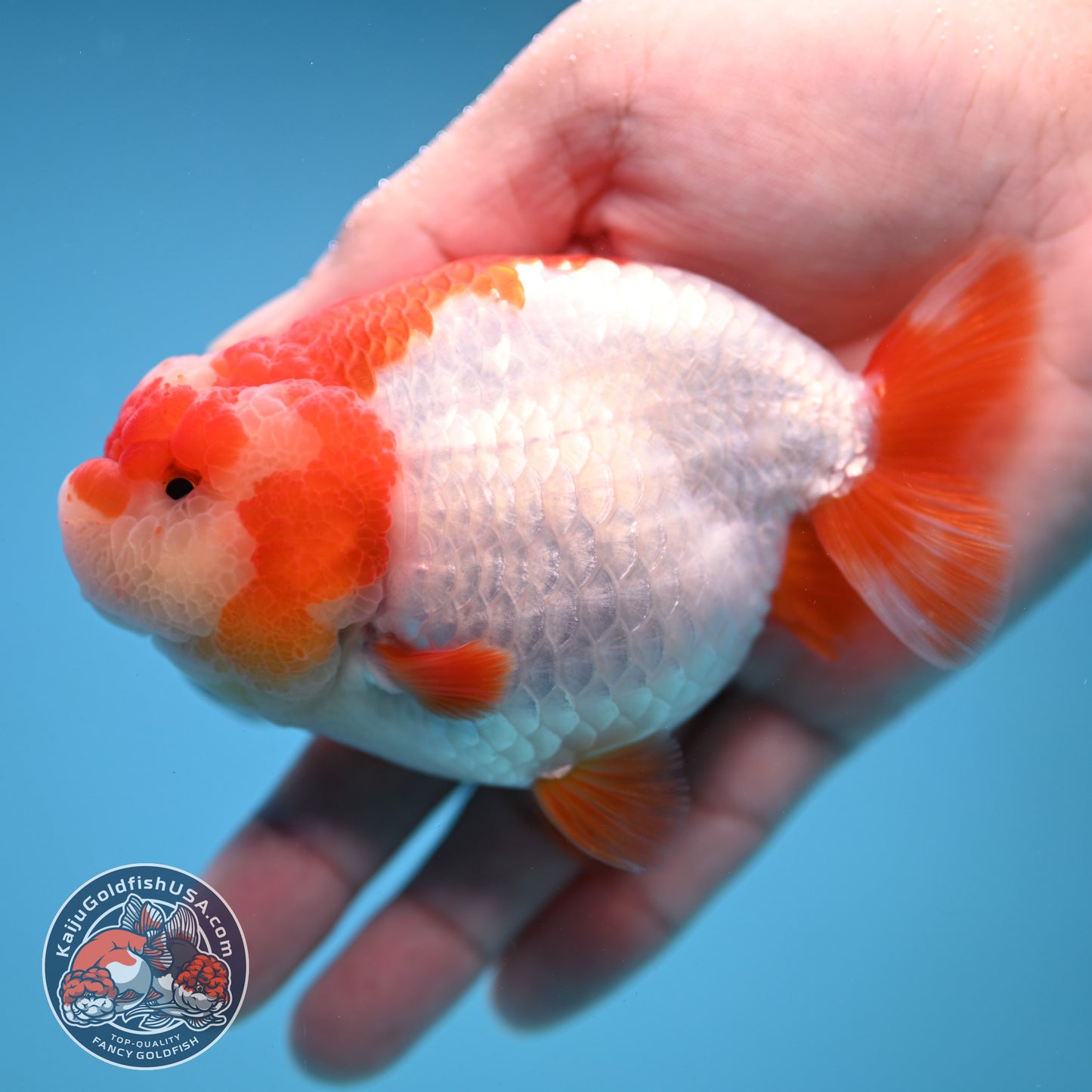 Red White Ranchu 4 inch Body (251212_RC05)