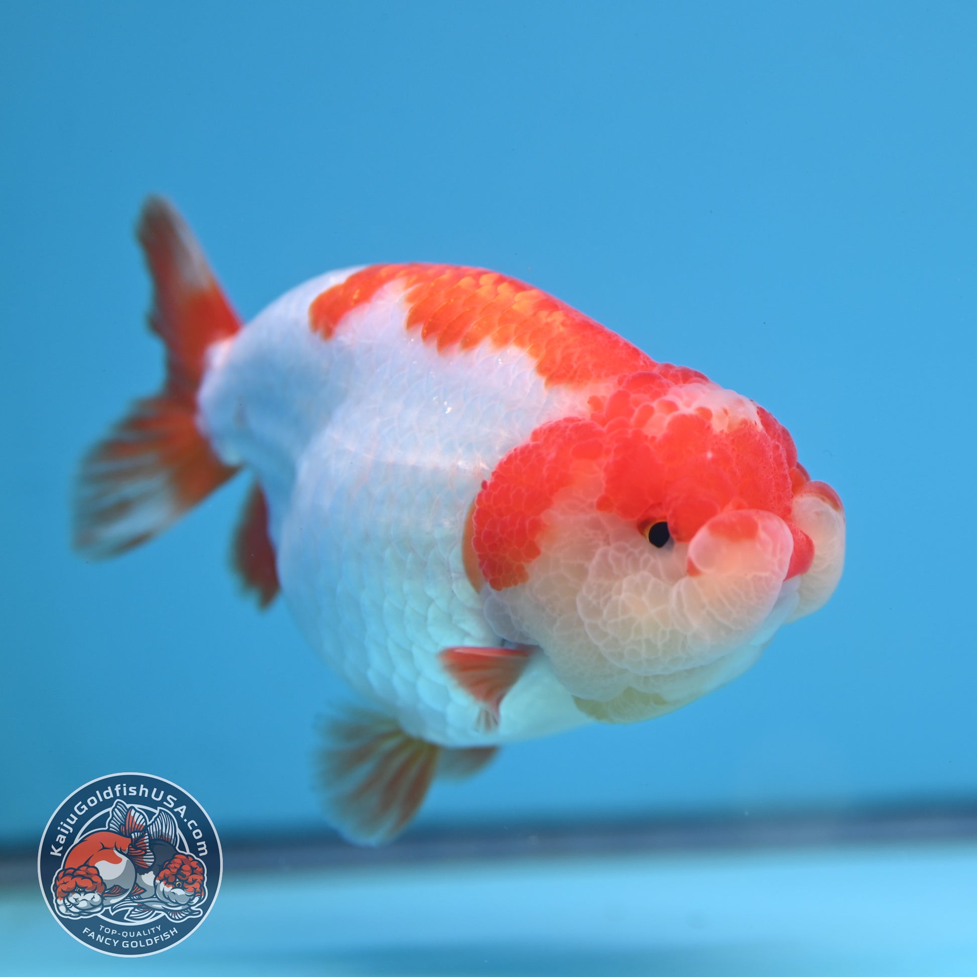 Red White Ranchu 4 inch Body (251212_RC05)