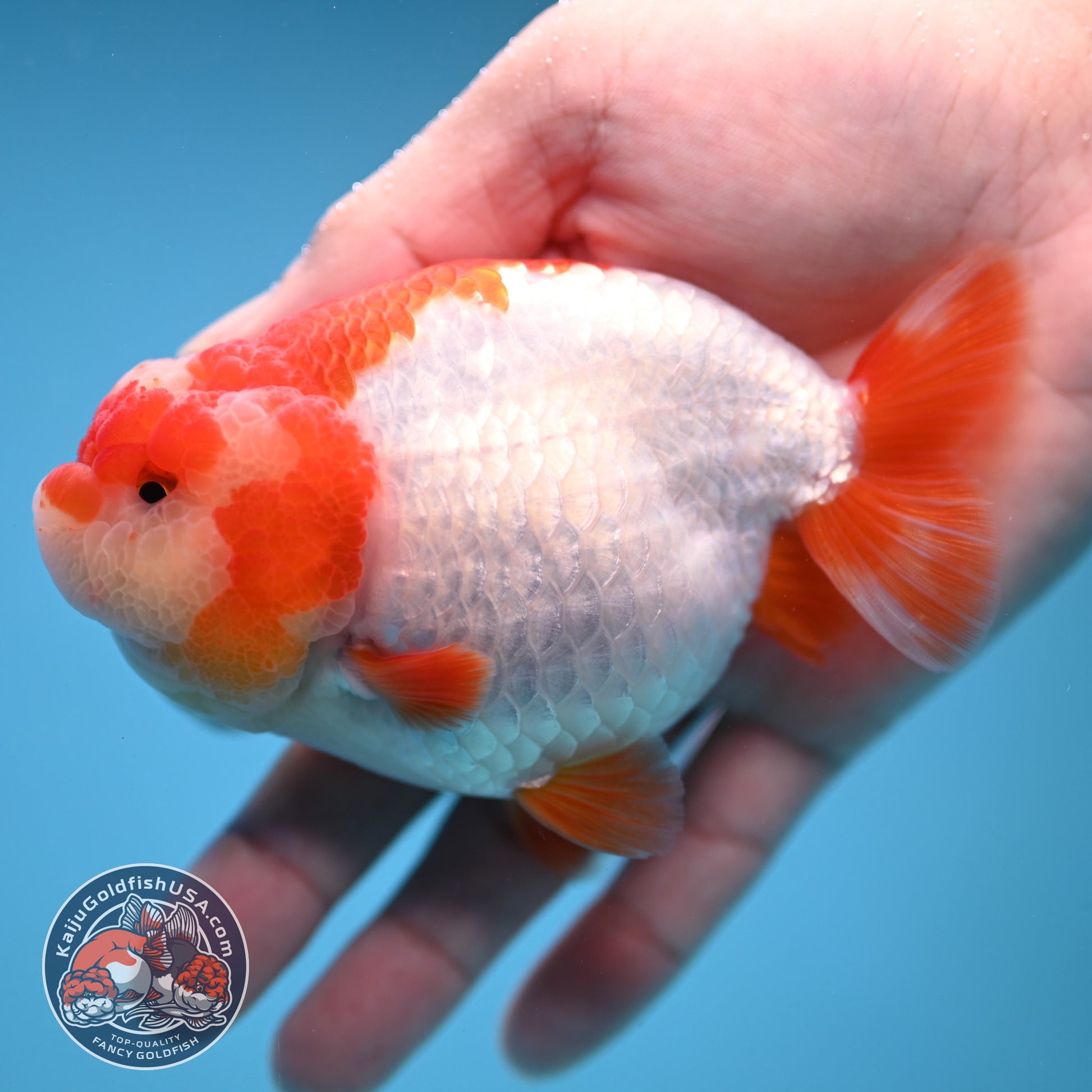 Red White Ranchu 4 inch Body (251212_RC05)