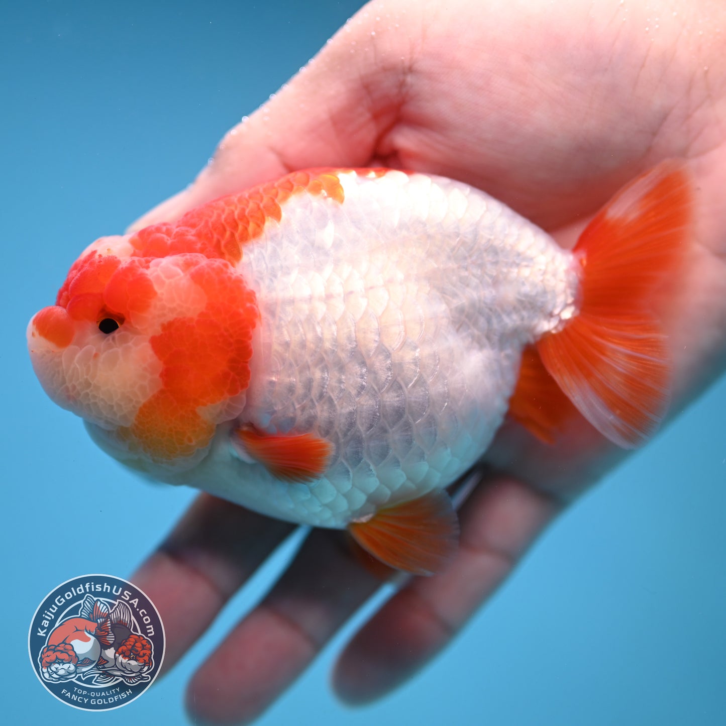 Red White Ranchu 4 inch Body (251212_RC05)