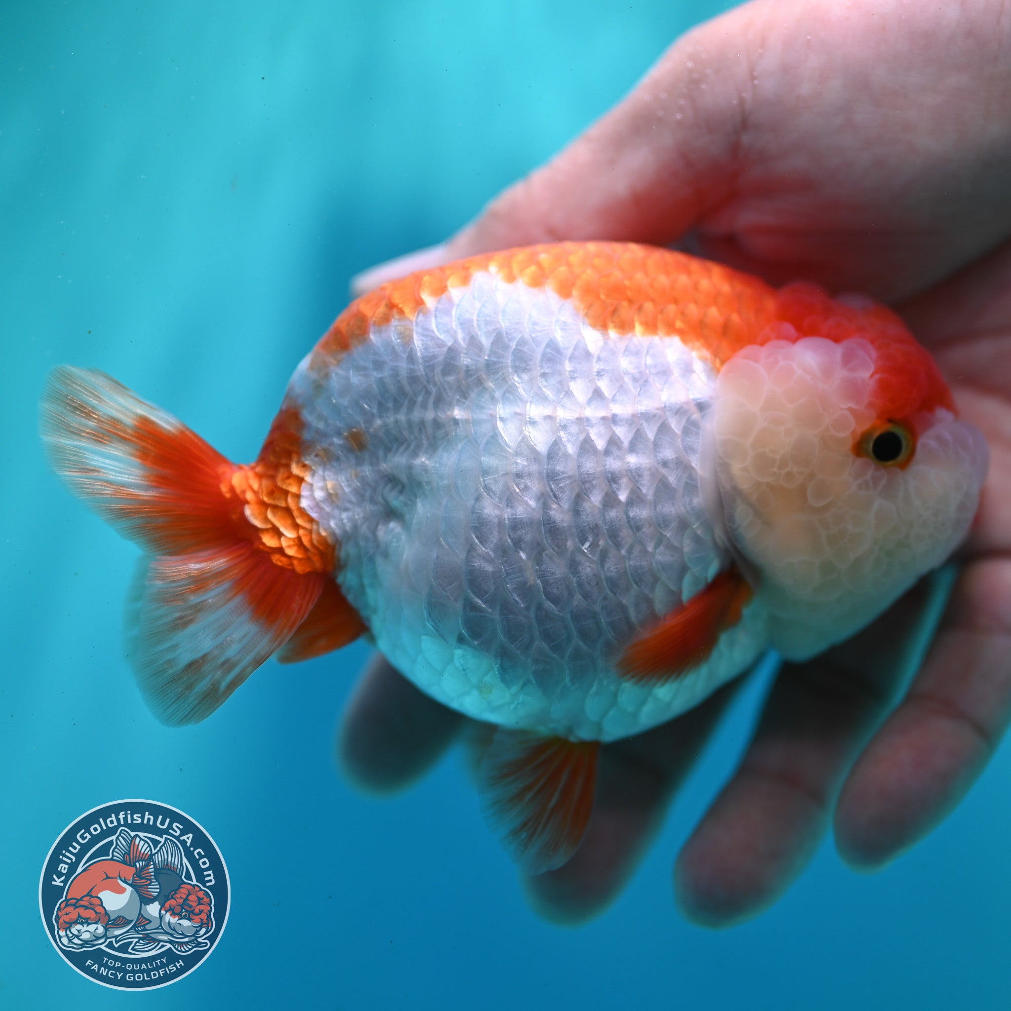 Red White Ranchu 4 inch Body (260424_RC04) – Kaiju Goldfish USA
