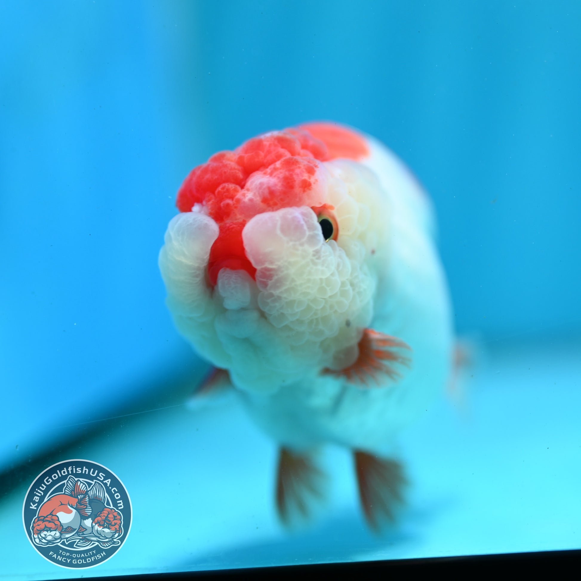 Red White Ranchu 4 inch Body (260424_RC04)