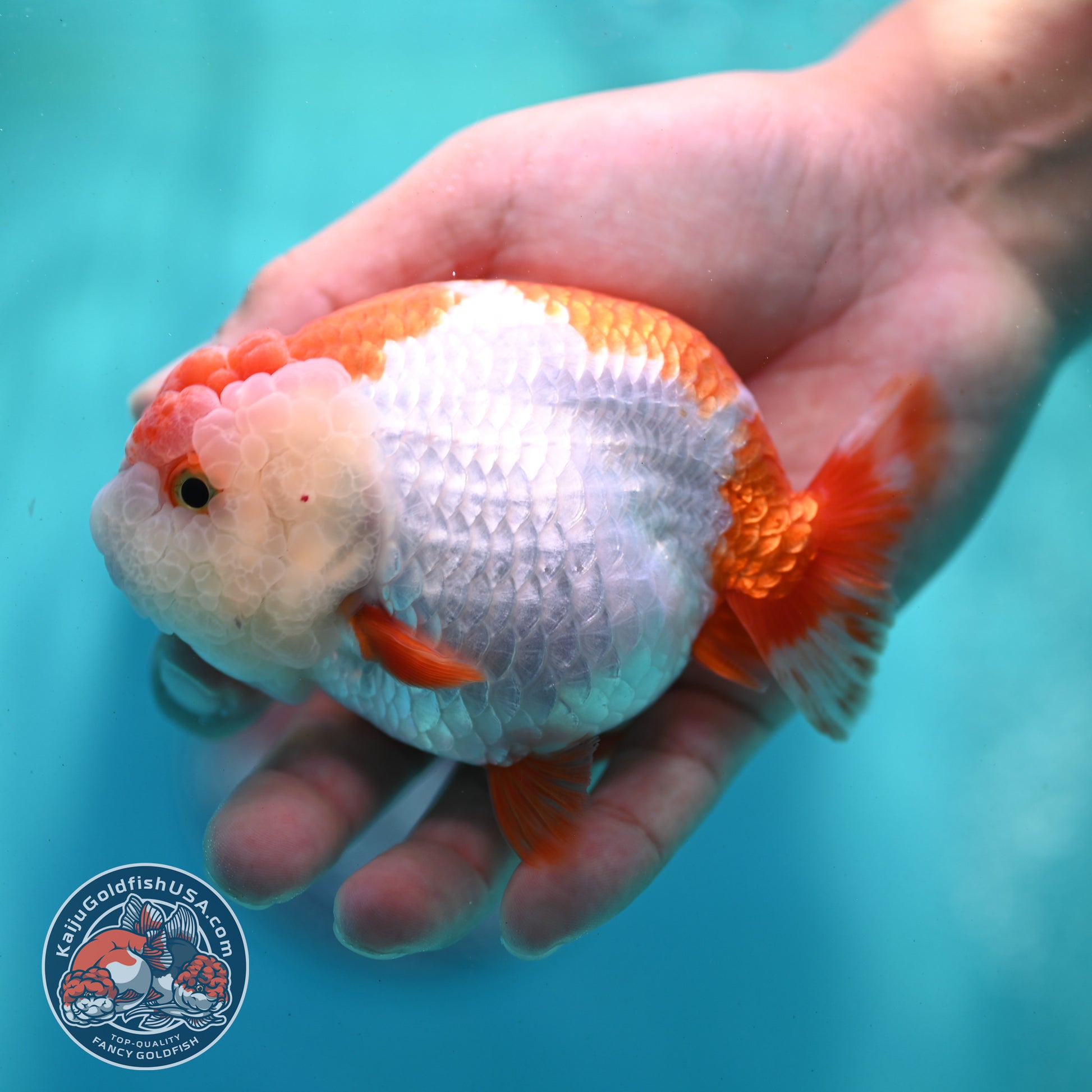 Red White Ranchu 4 inch Body (260424_RC04)