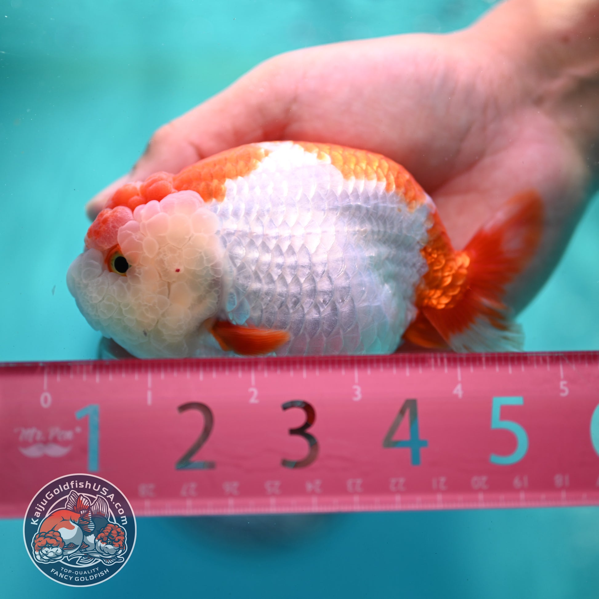 Red White Ranchu 4 inch Body (260424_RC04)