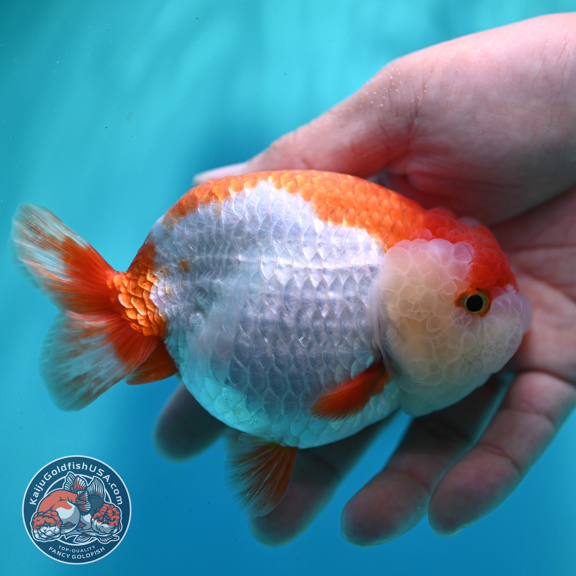 Red White Ranchu 4 inch Body (260424_RC04)