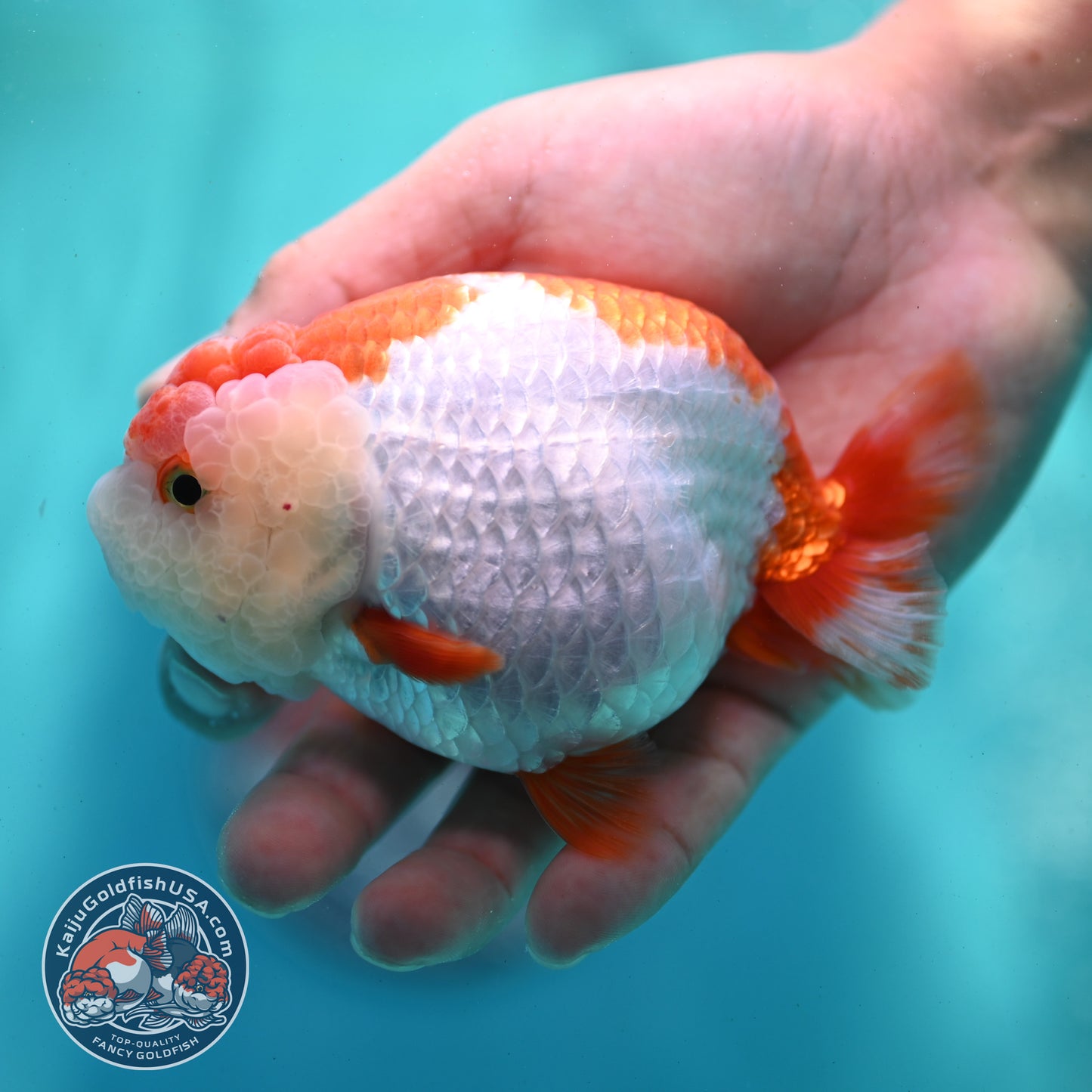 Red White Ranchu 4 inch Body (260424_RC04)