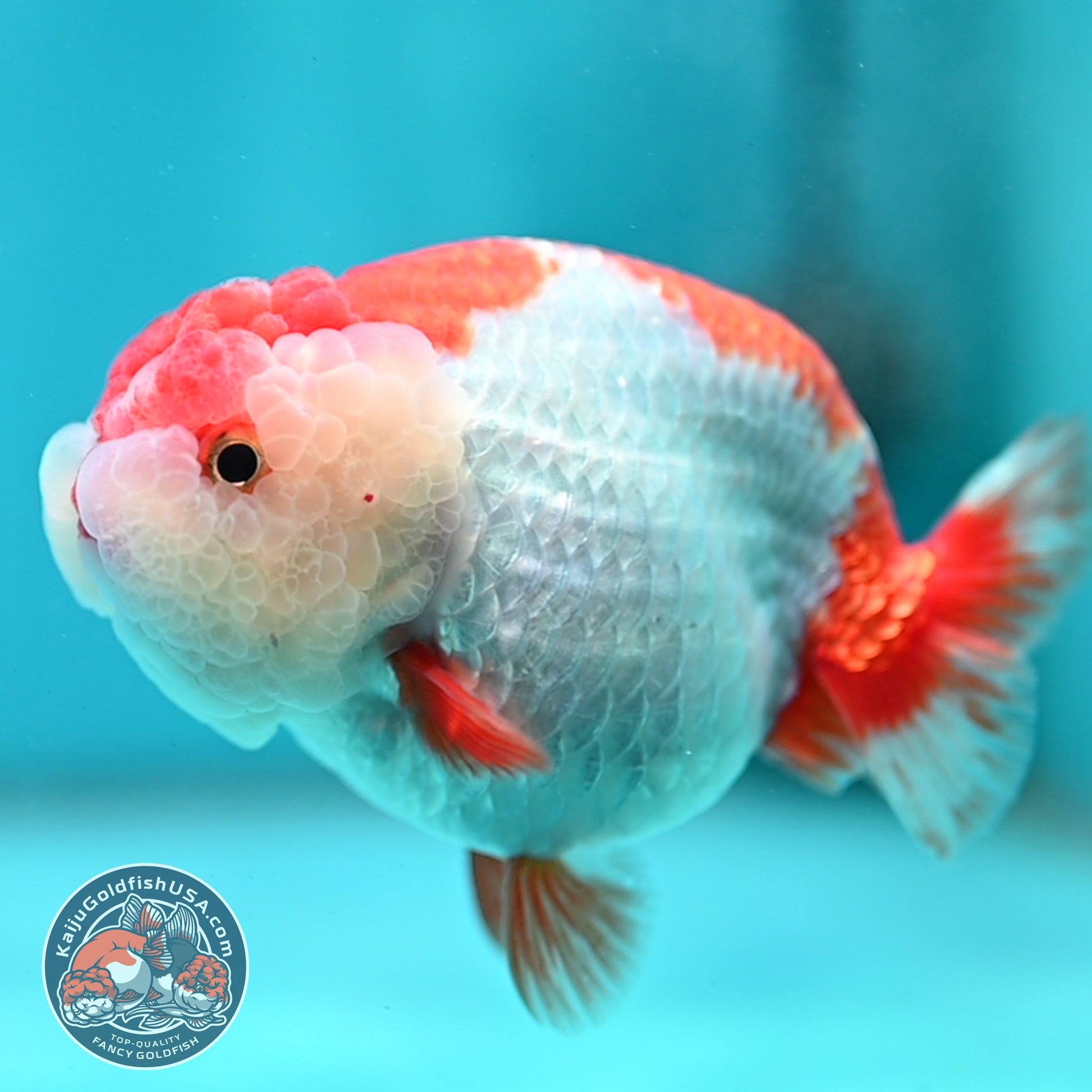 Red White Ranchu 4 inch Body (260424_RC04)
