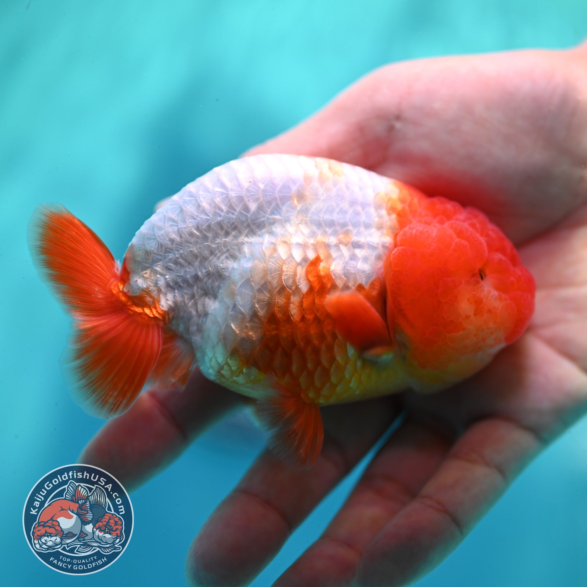 Red White Ranchu 4 inch Body (260424_RC05)