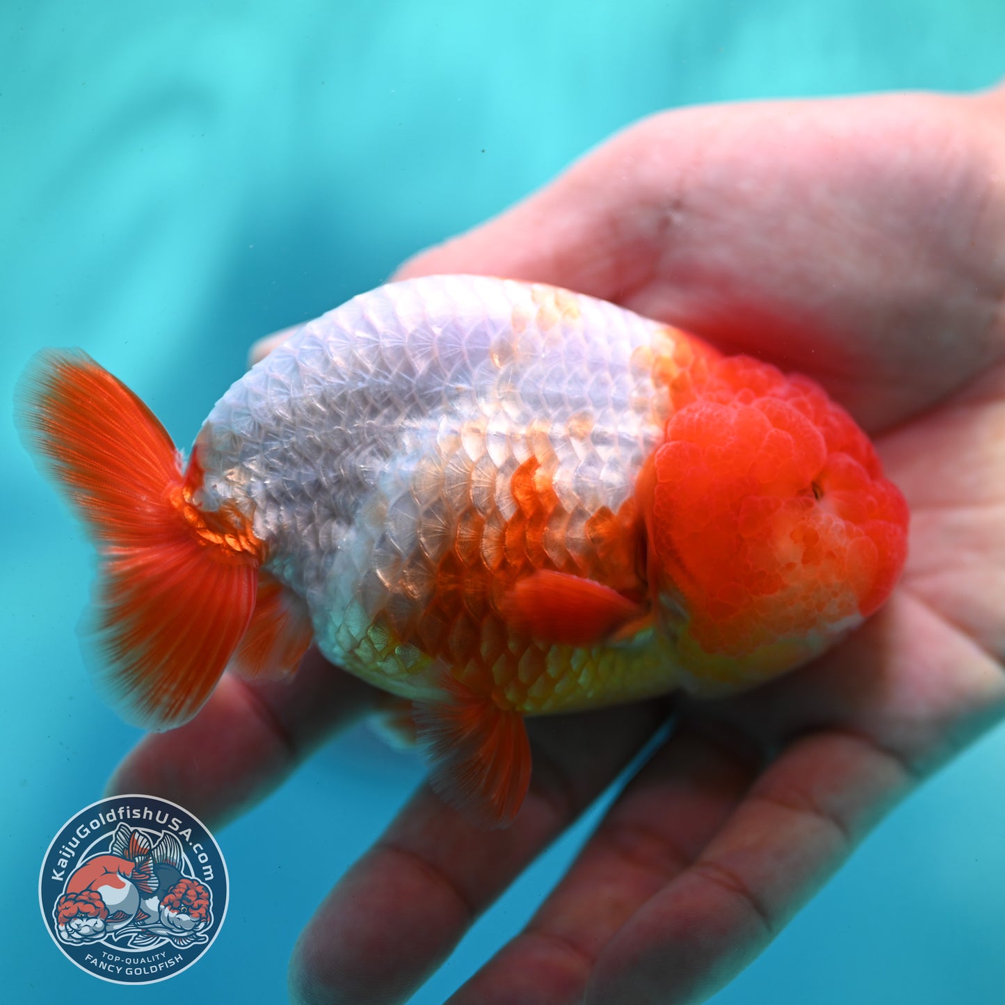 Red White Ranchu 4 inch Body (260424_RC05)