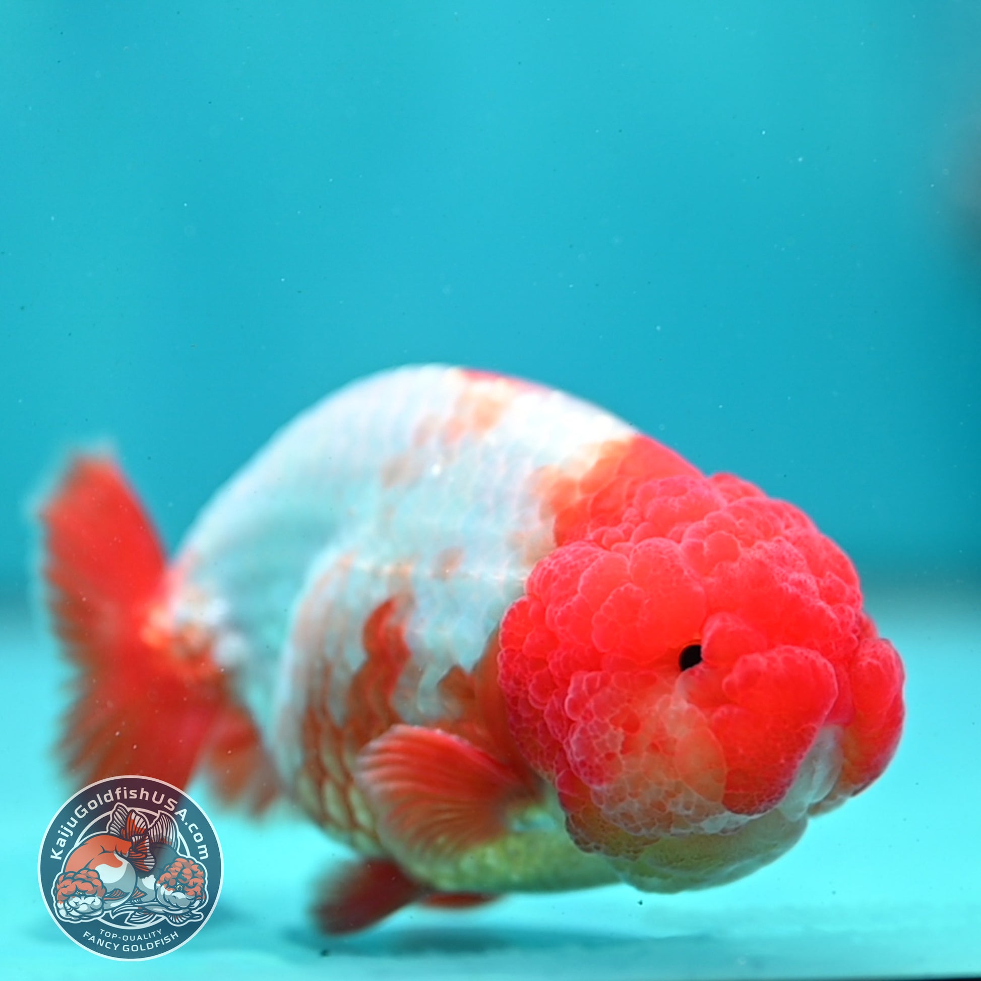 Red White Ranchu 4 inch Body (260424_RC05)