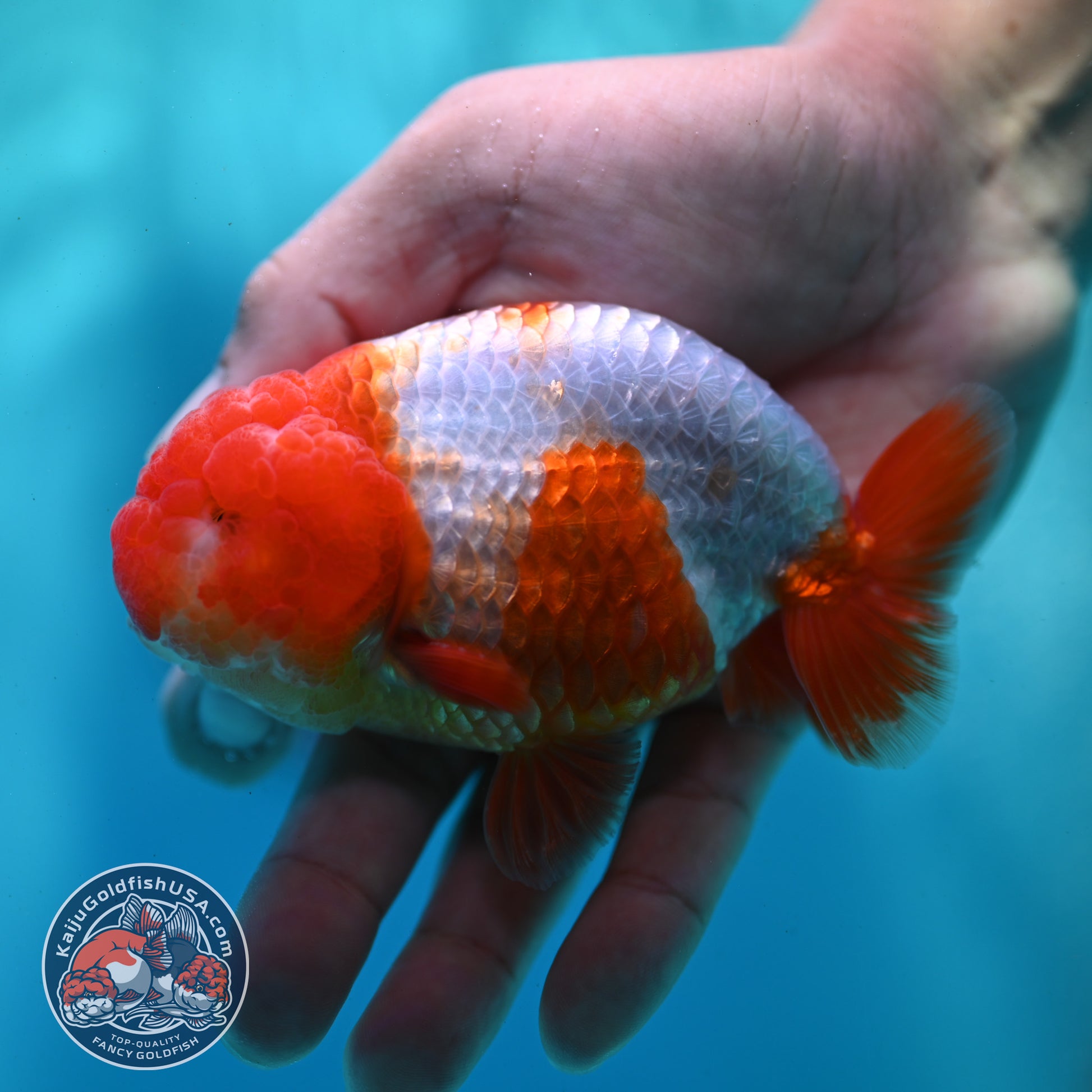 Red White Ranchu 4 inch Body (260424_RC05)
