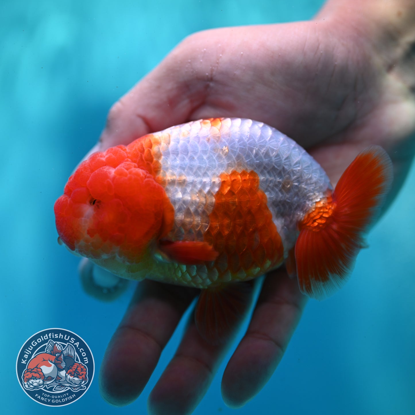 Red White Ranchu 4 inch Body (260424_RC05)