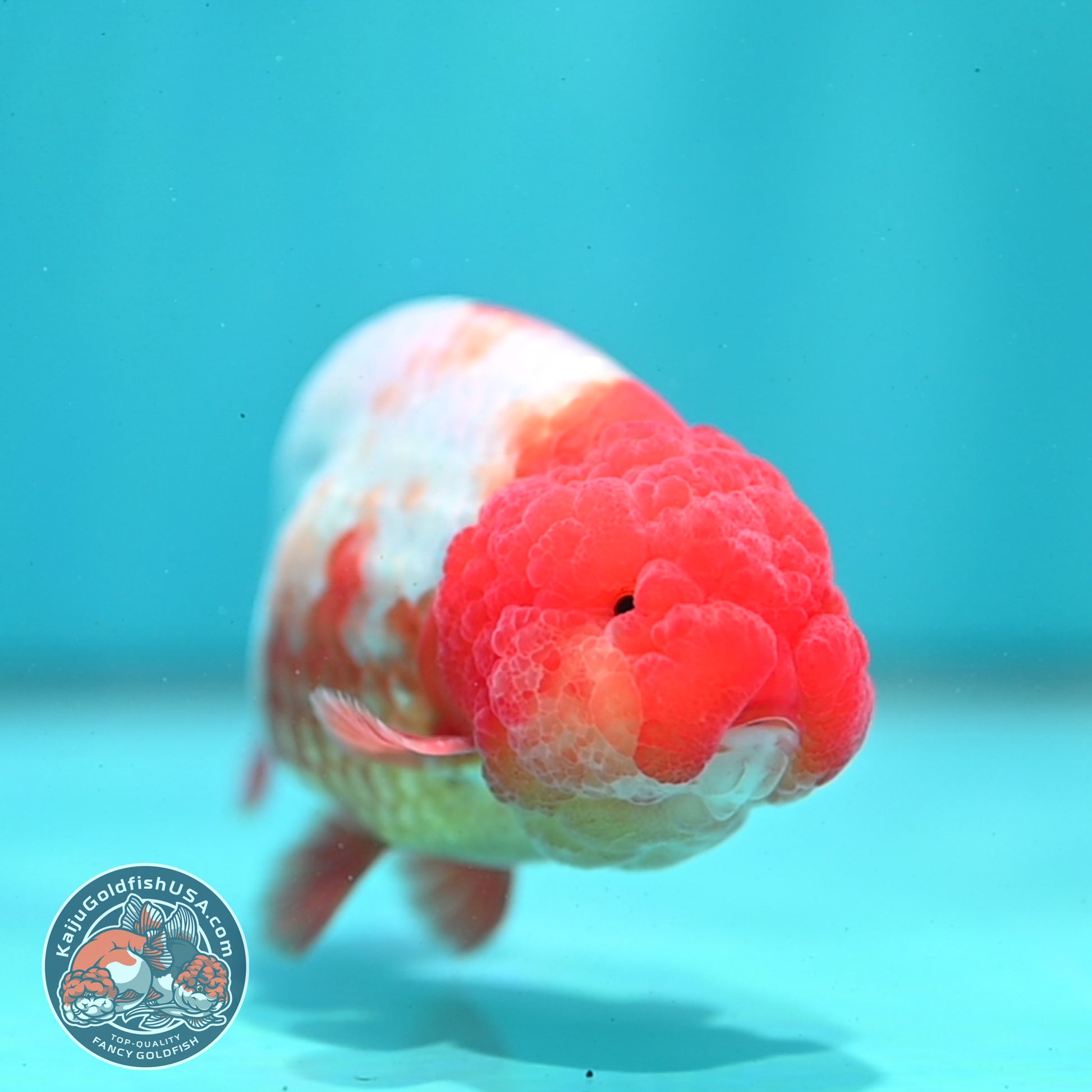 Red White Ranchu 4 inch Body (260424_RC05)