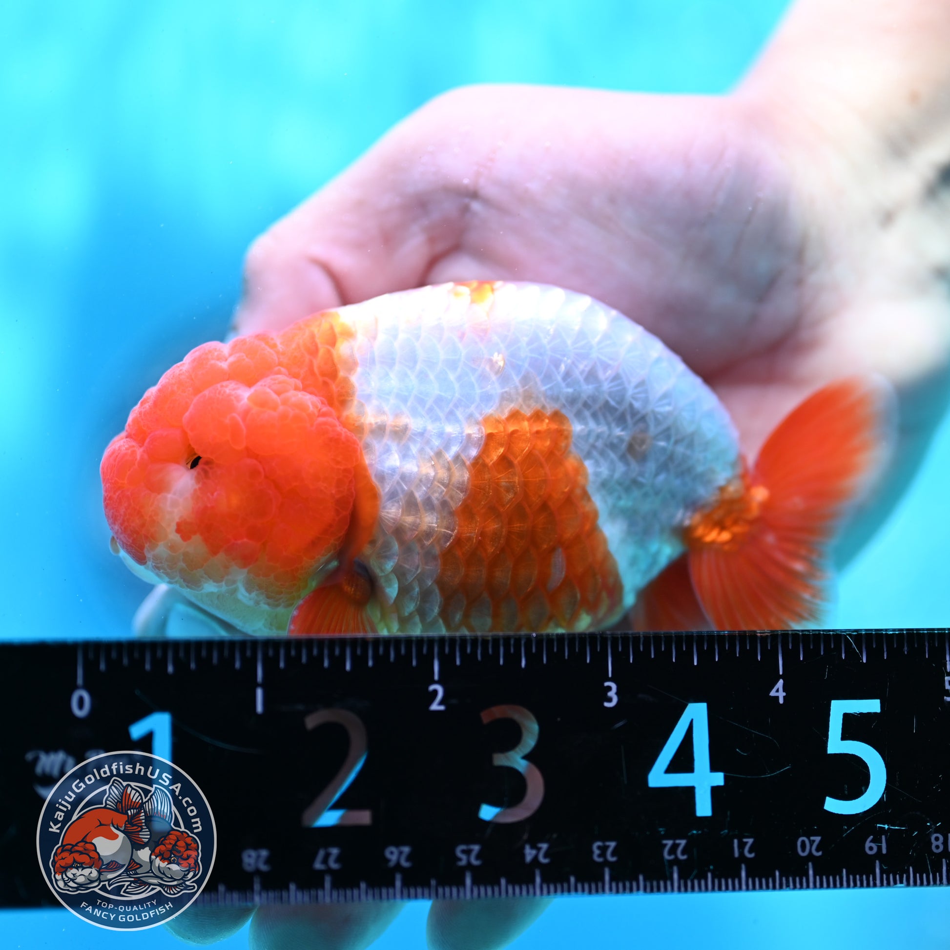 Red White Ranchu 4 inch Body (260424_RC05)