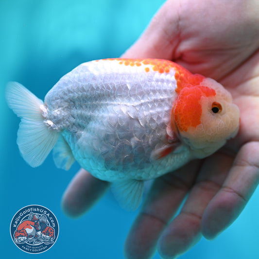 Red White Ranchu 4 inch Body (260501_RC03)