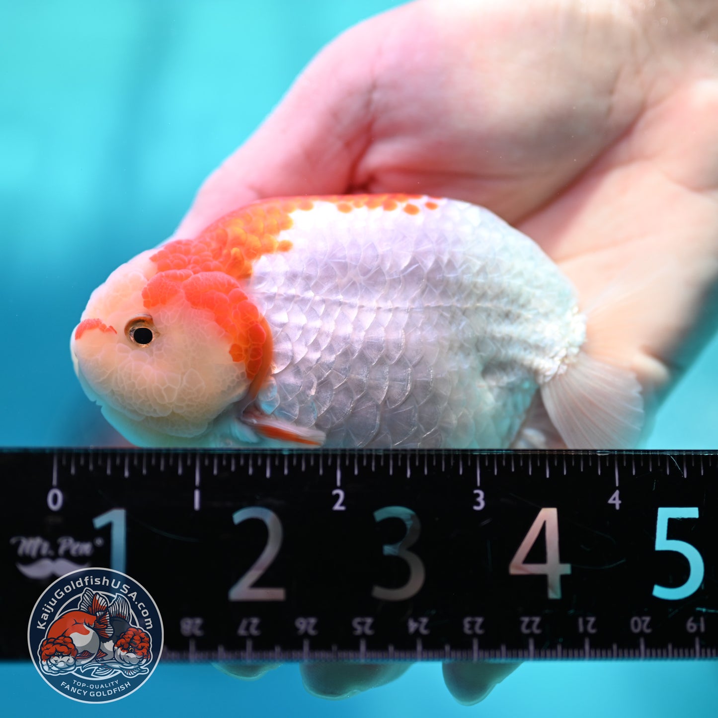 Red White Ranchu 4 inch Body (260501_RC03)