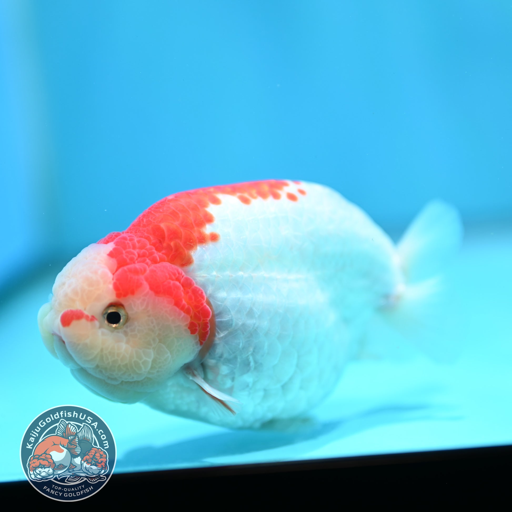 Red White Ranchu 4 inch Body (260501_RC03)