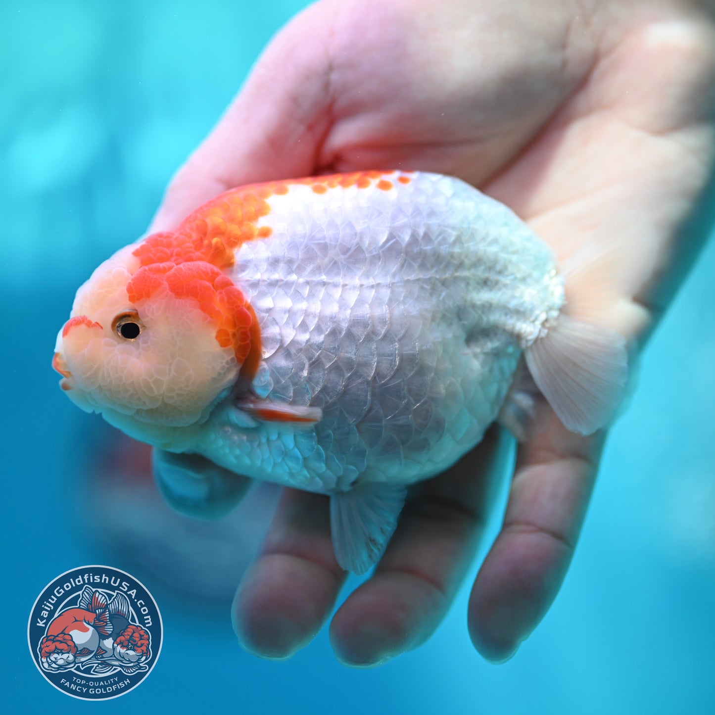 Red White Ranchu 4 inch Body (260501_RC03)