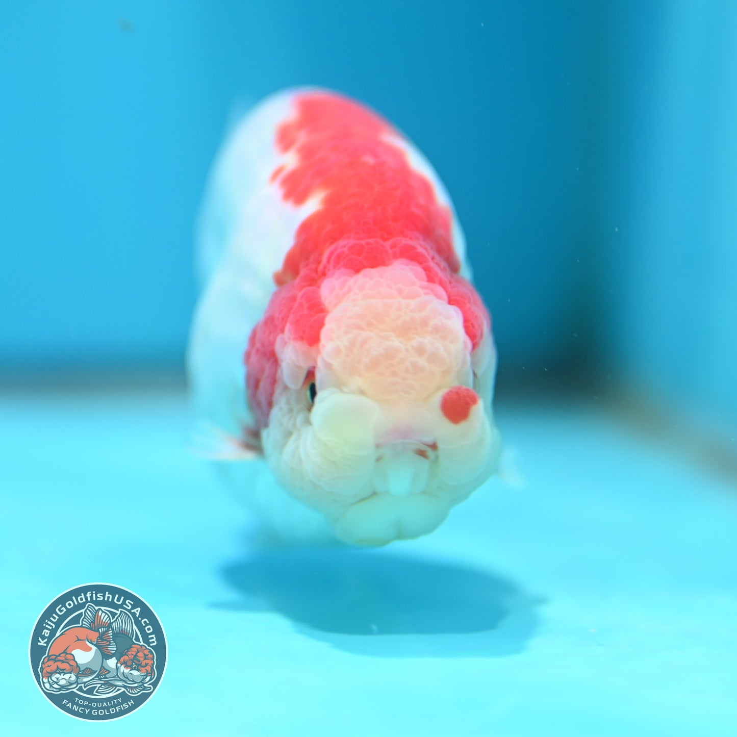Red White Ranchu 4 inch Body (260501_RC03)