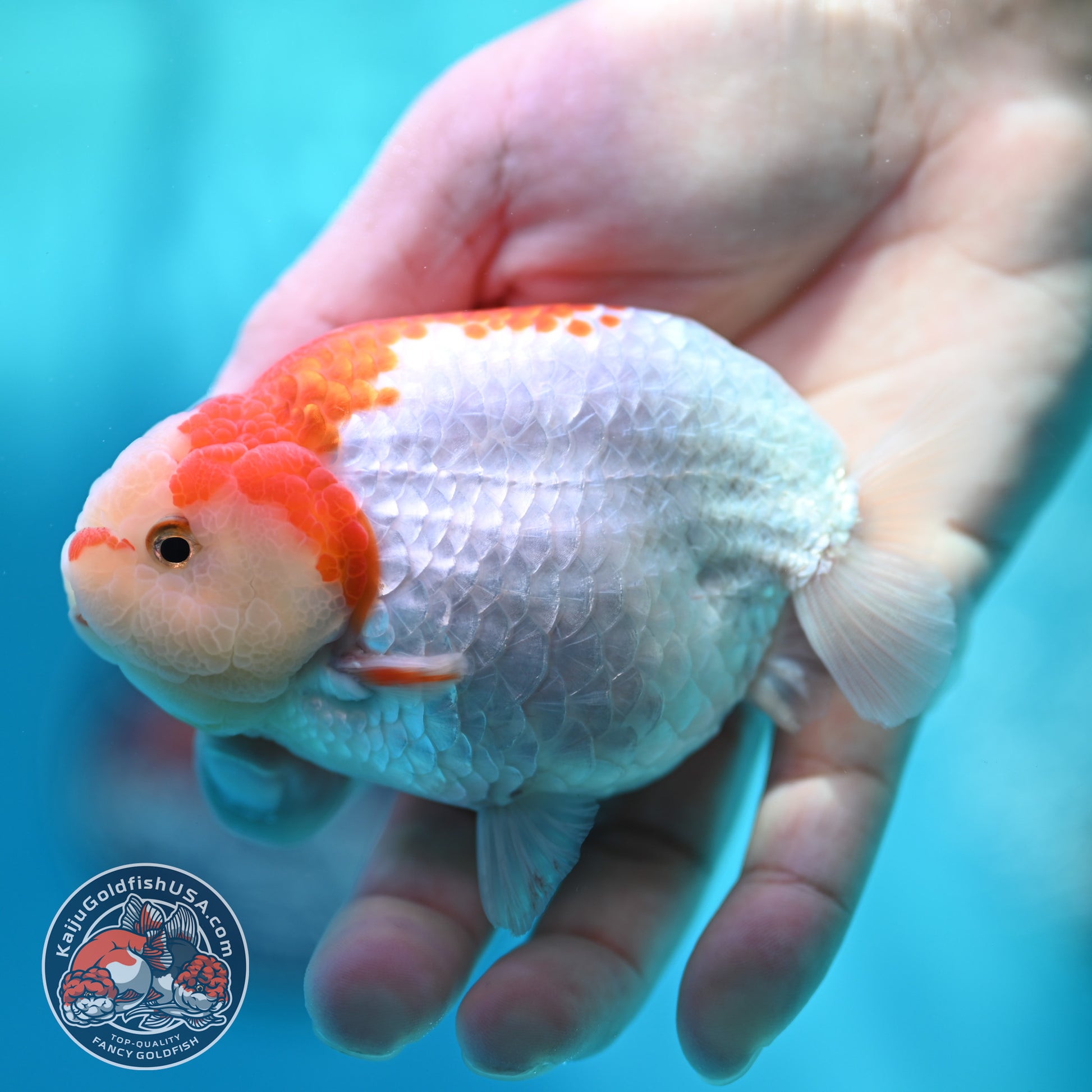 Red White Ranchu 4 inch Body (260501_RC03)
