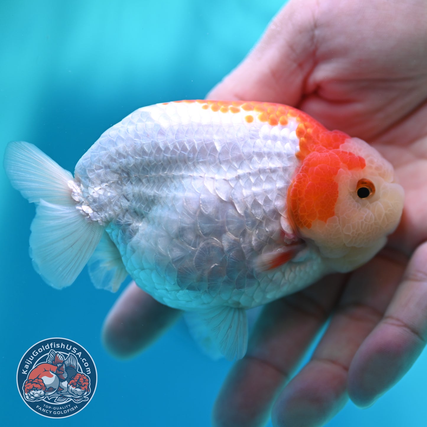 Red White Ranchu 4 inch Body (260501_RC03)