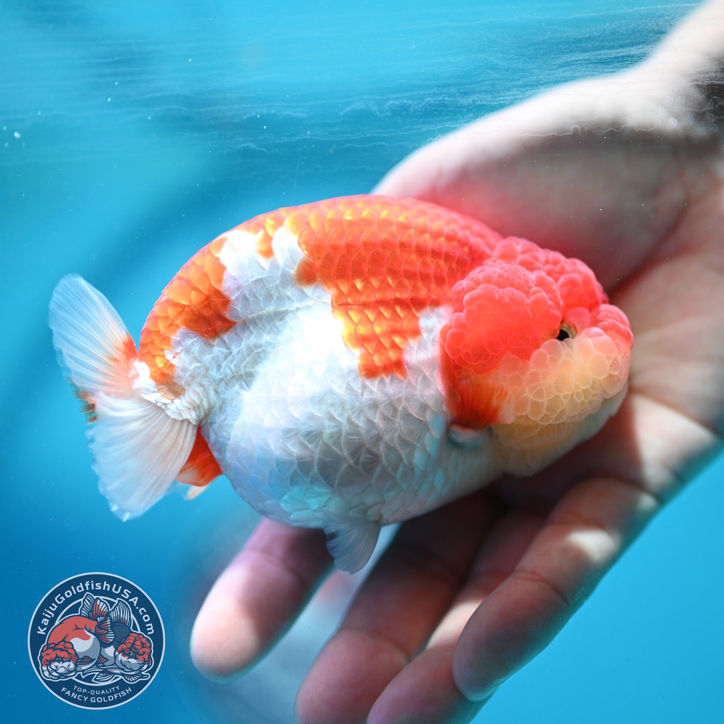Red White Ranchu 4 inch Body (260515_RC02)