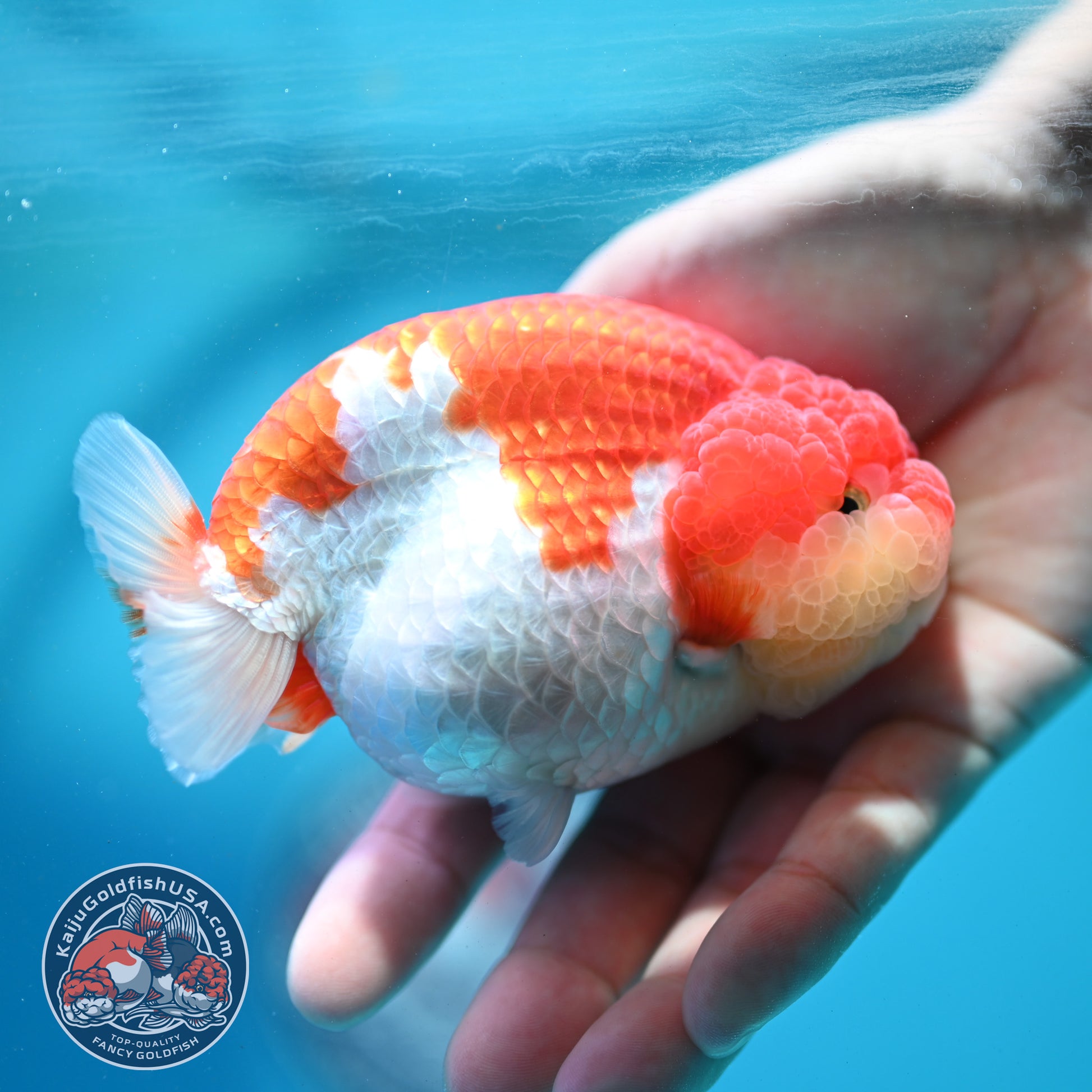 Red White Ranchu 4 inch Body (260515_RC02)
