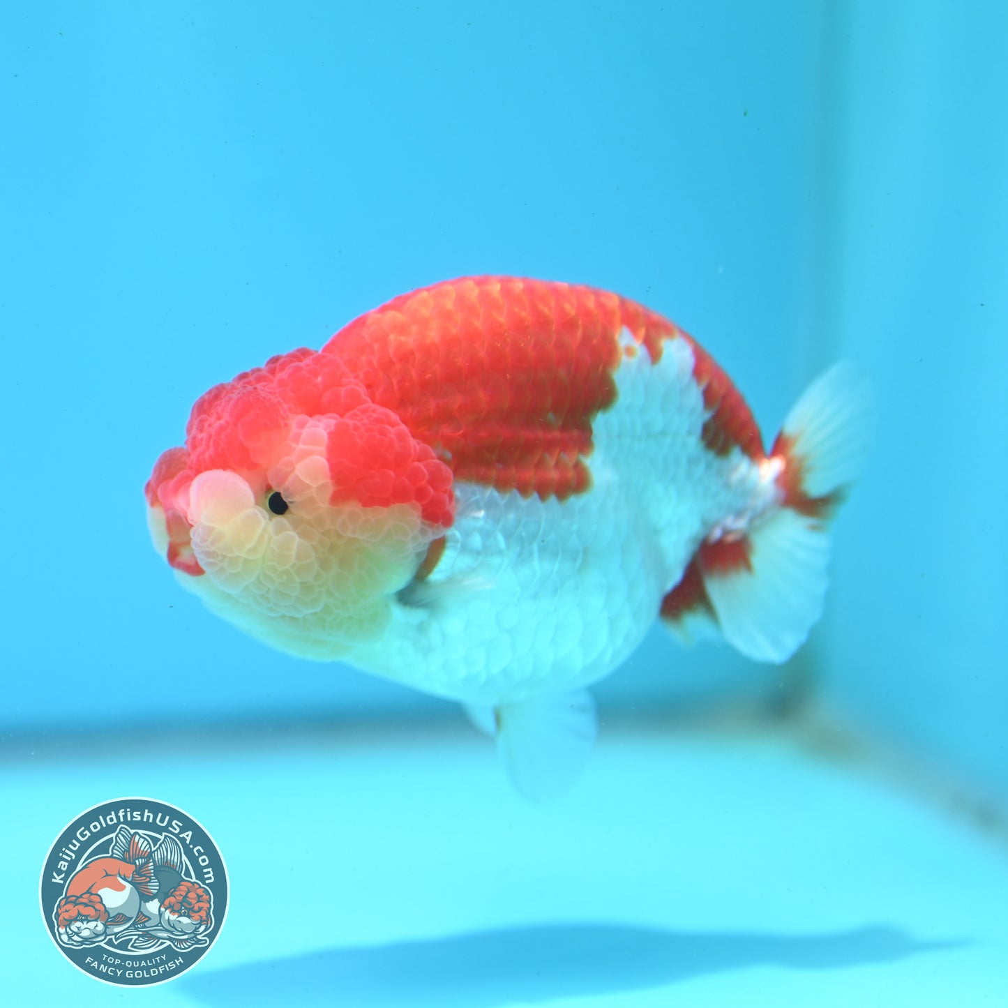 Red White Ranchu 4 inch Body (260515_RC02)