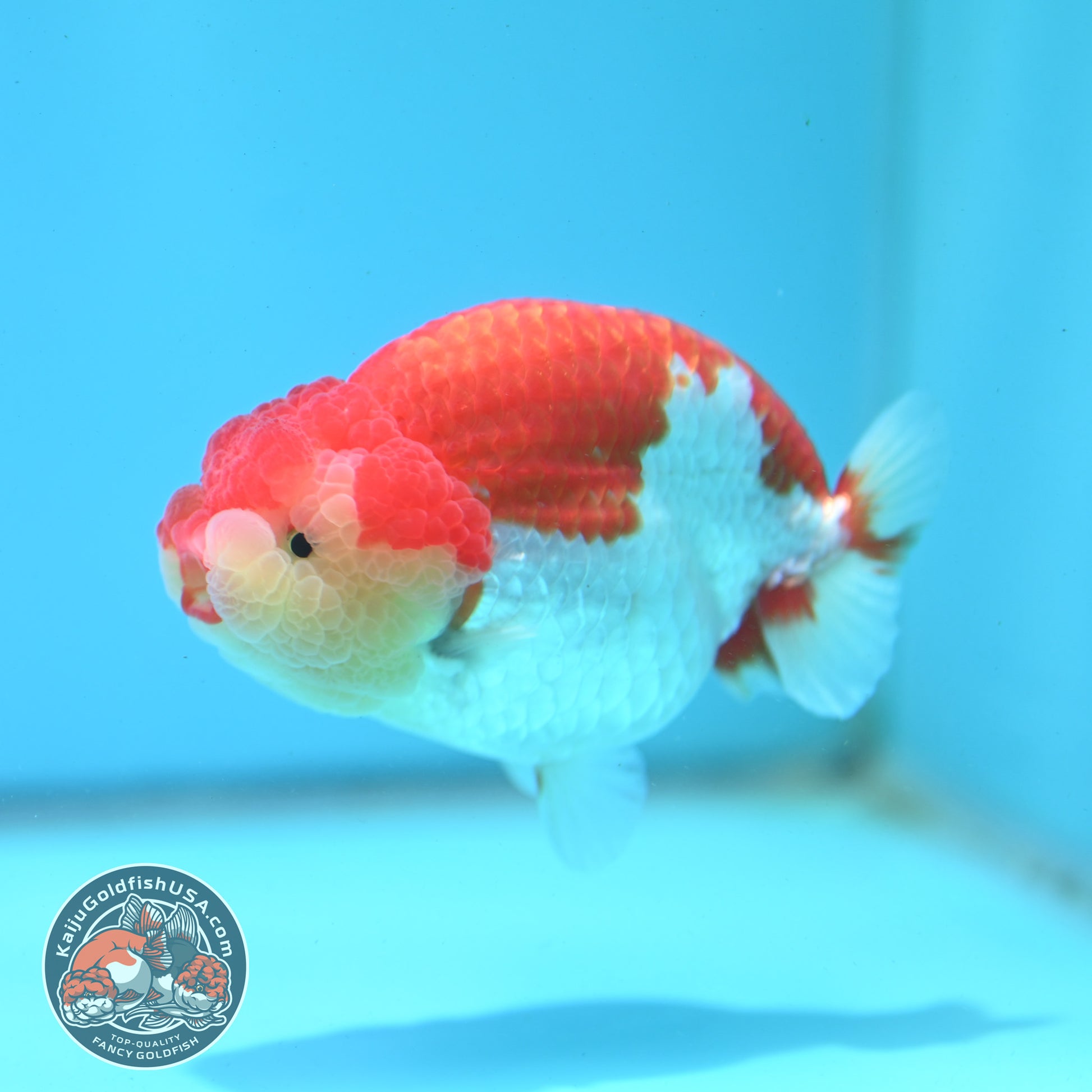 Red White Ranchu 4 inch Body (260515_RC02)