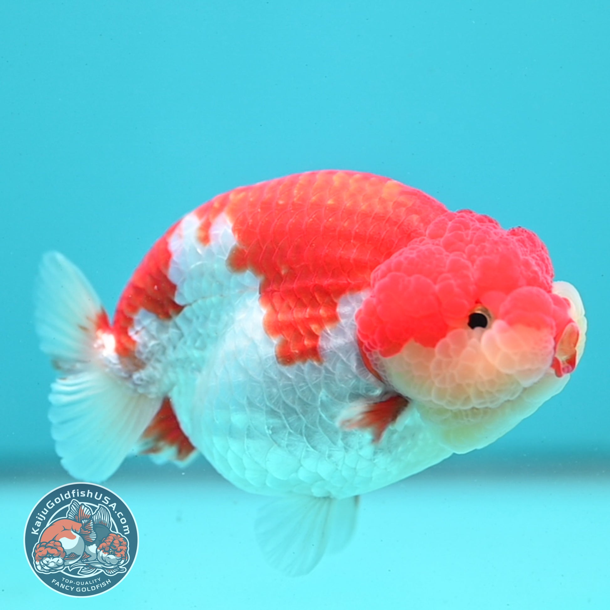 Red White Ranchu 4 inch Body (260515_RC02)