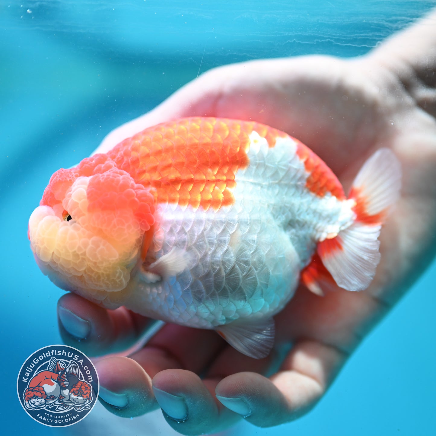 Red White Ranchu 4 inch Body (260515_RC02)