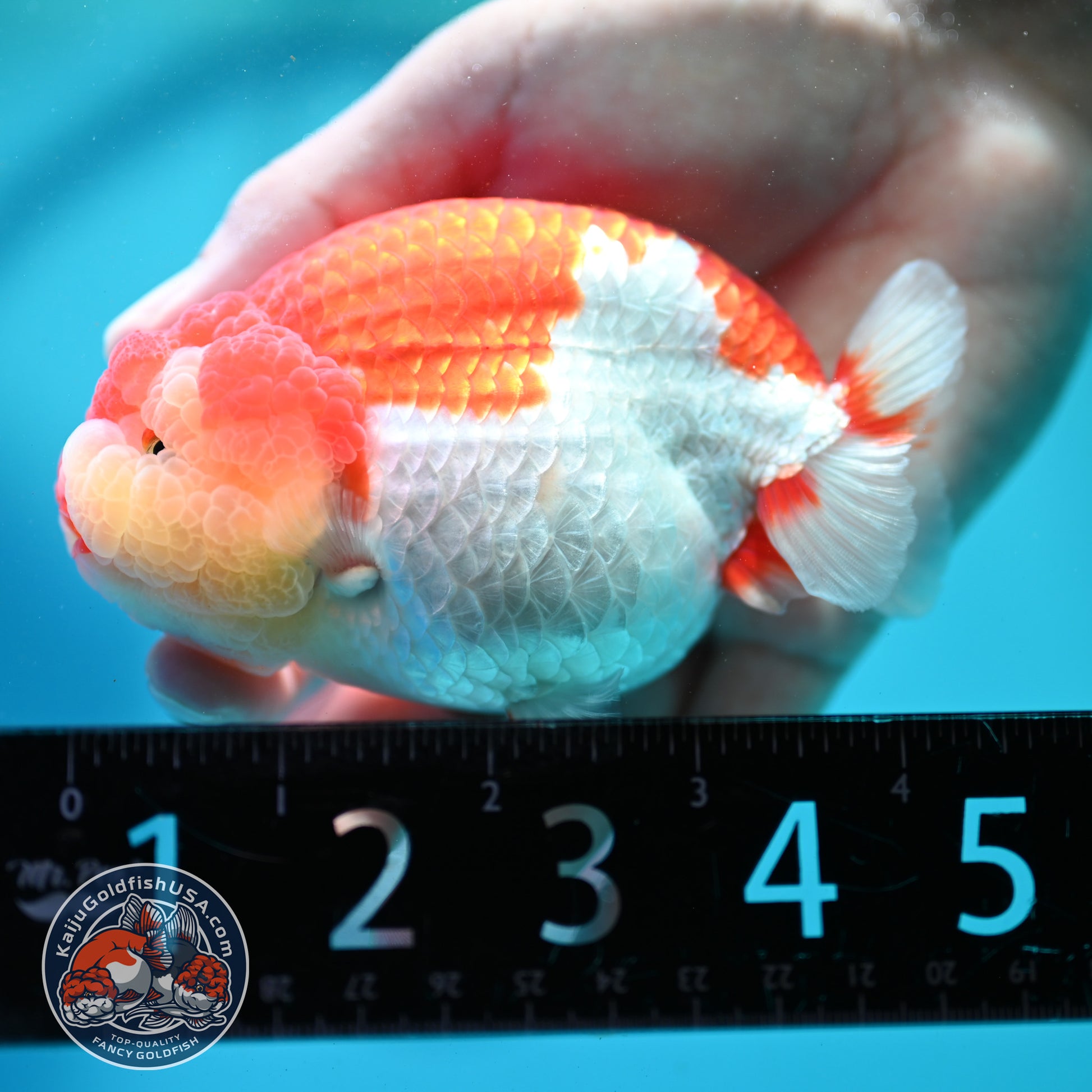 Red White Ranchu 4 inch Body (260515_RC02)