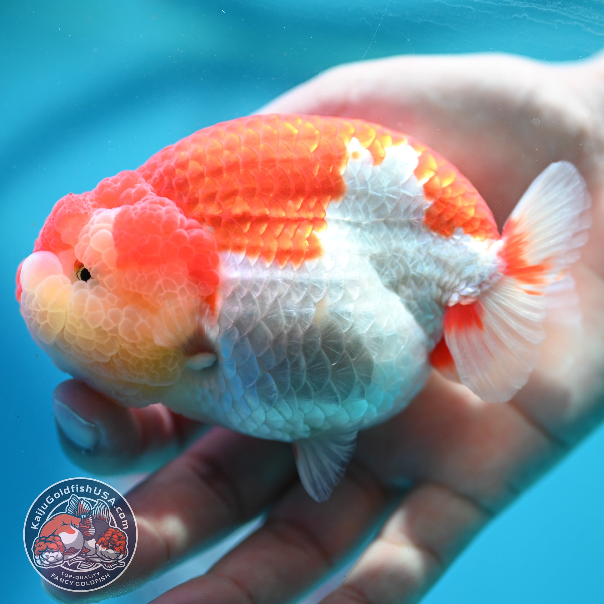 Red White Ranchu 4 inch Body (260515_RC02)