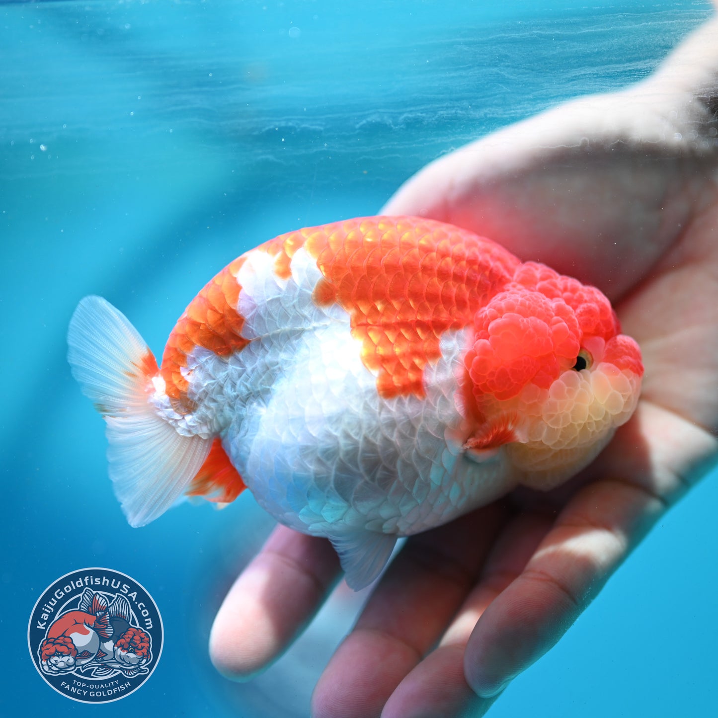 Red White Ranchu 4 inch Body (260515_RC02)