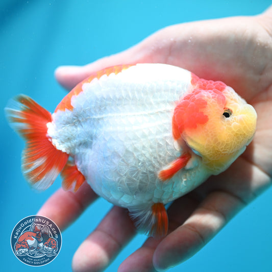 Red White Ranchu 4 inch Body (260515_RC04)