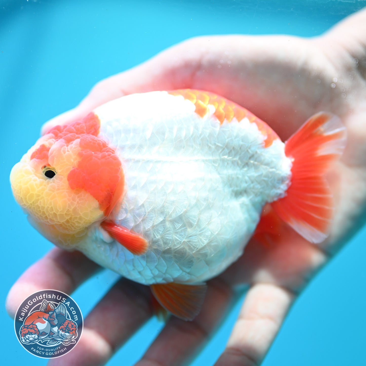 Red White Ranchu 4 inch Body (260515_RC04)