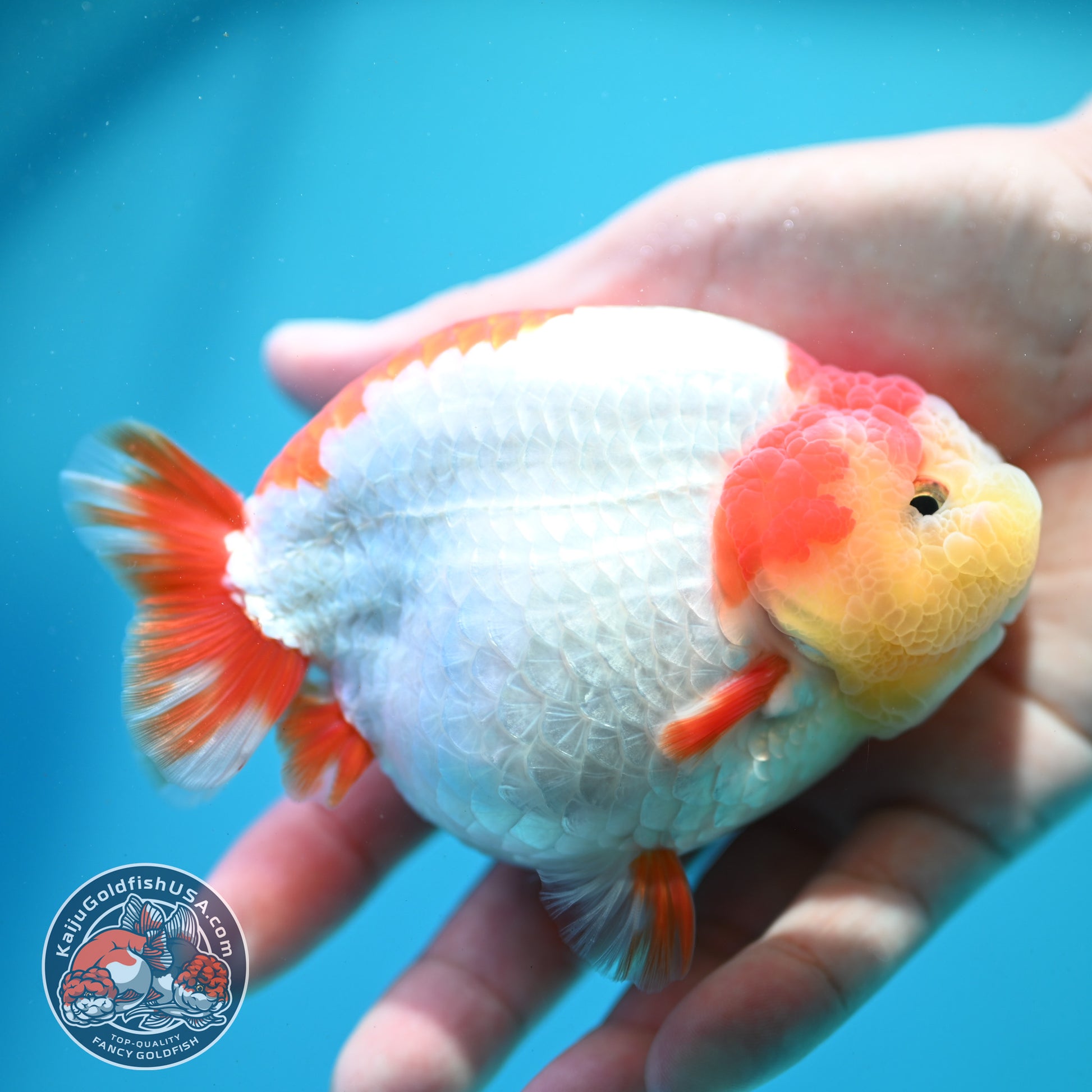 Red White Ranchu 4 inch Body (260515_RC04)