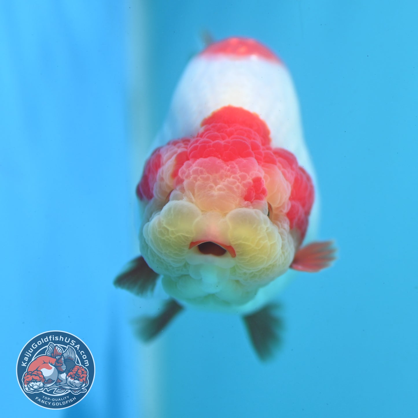 Red White Ranchu 4 inch Body (260515_RC04)