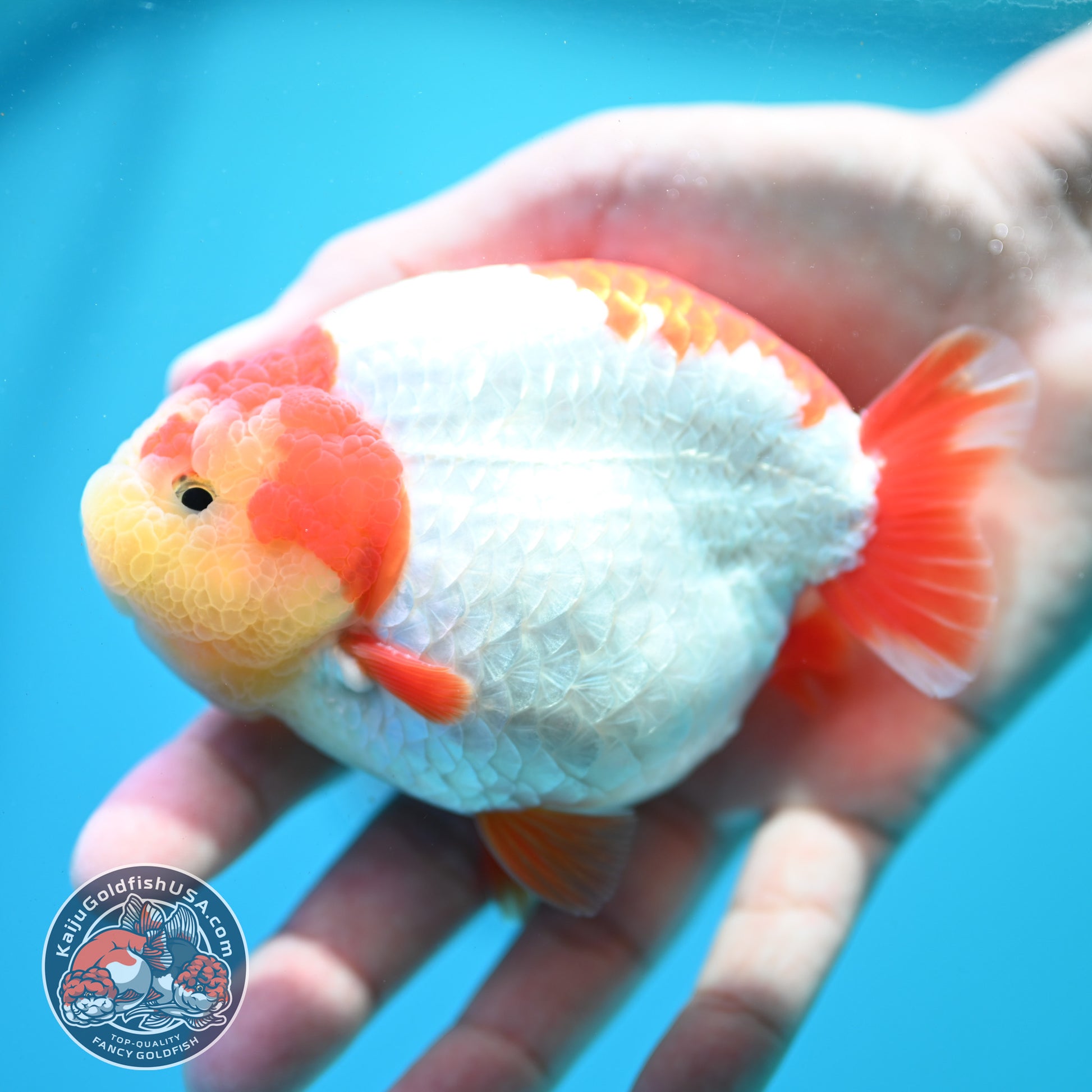 Red White Ranchu 4 inch Body (260515_RC04)