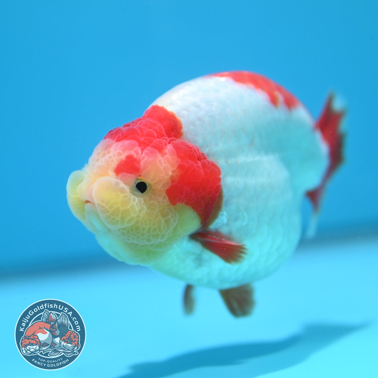 Red White Ranchu 4 inch Body (260515_RC04)