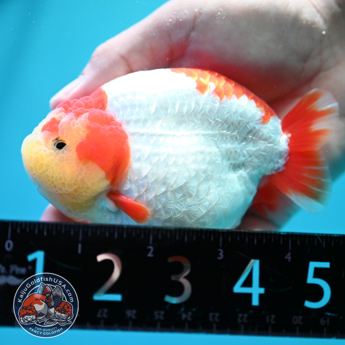 Red White Ranchu 4 inch Body (260515_RC04)