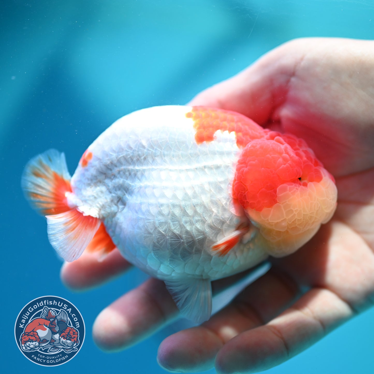 Red White Ranchu 4 inch Body (260515_RC05)