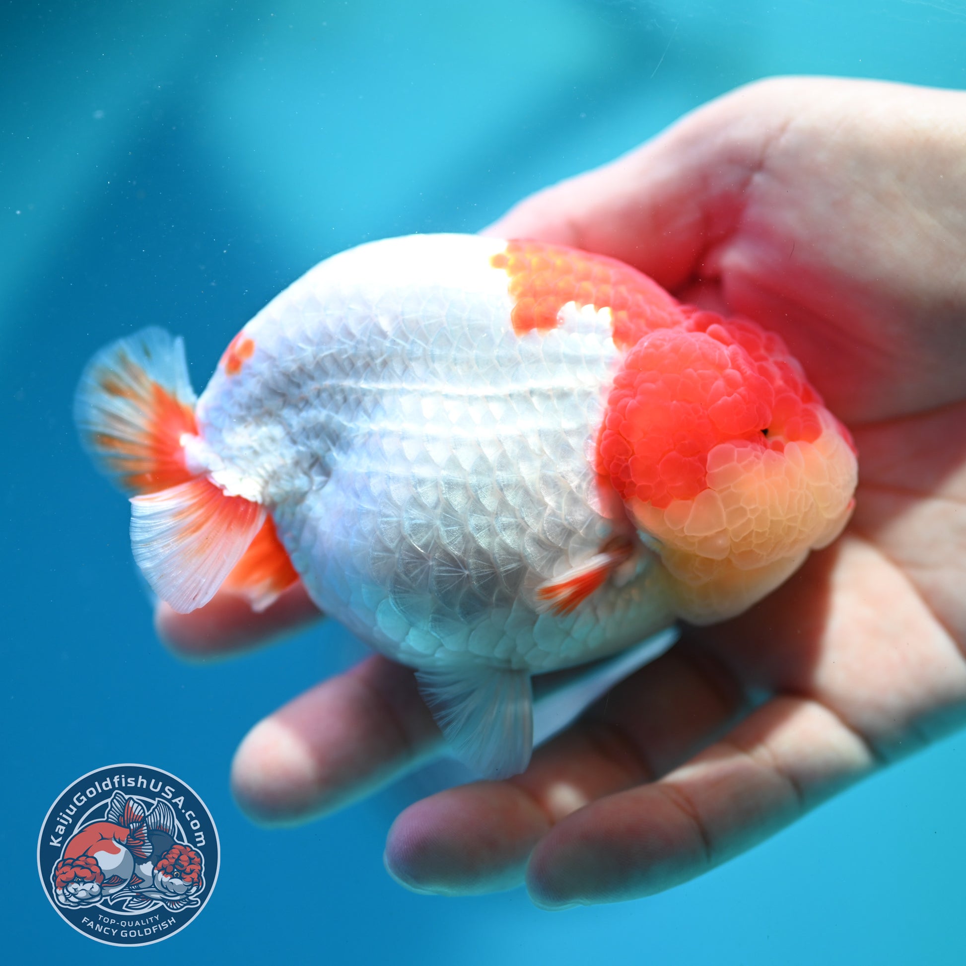 Red White Ranchu 4 inch Body (260515_RC05)