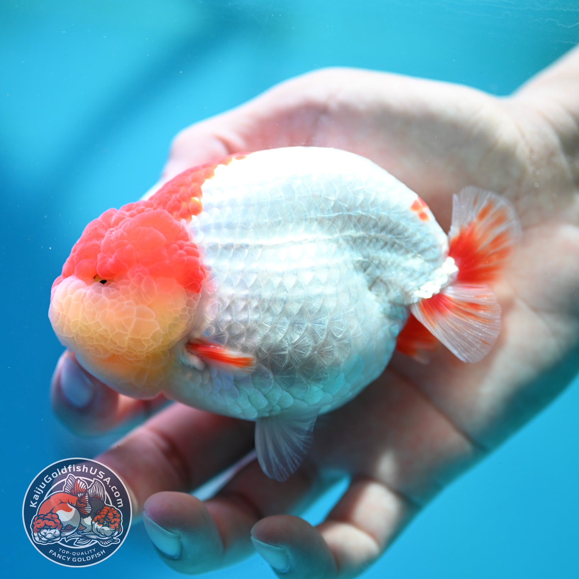 Red White Ranchu 4 inch Body (260515_RC05)