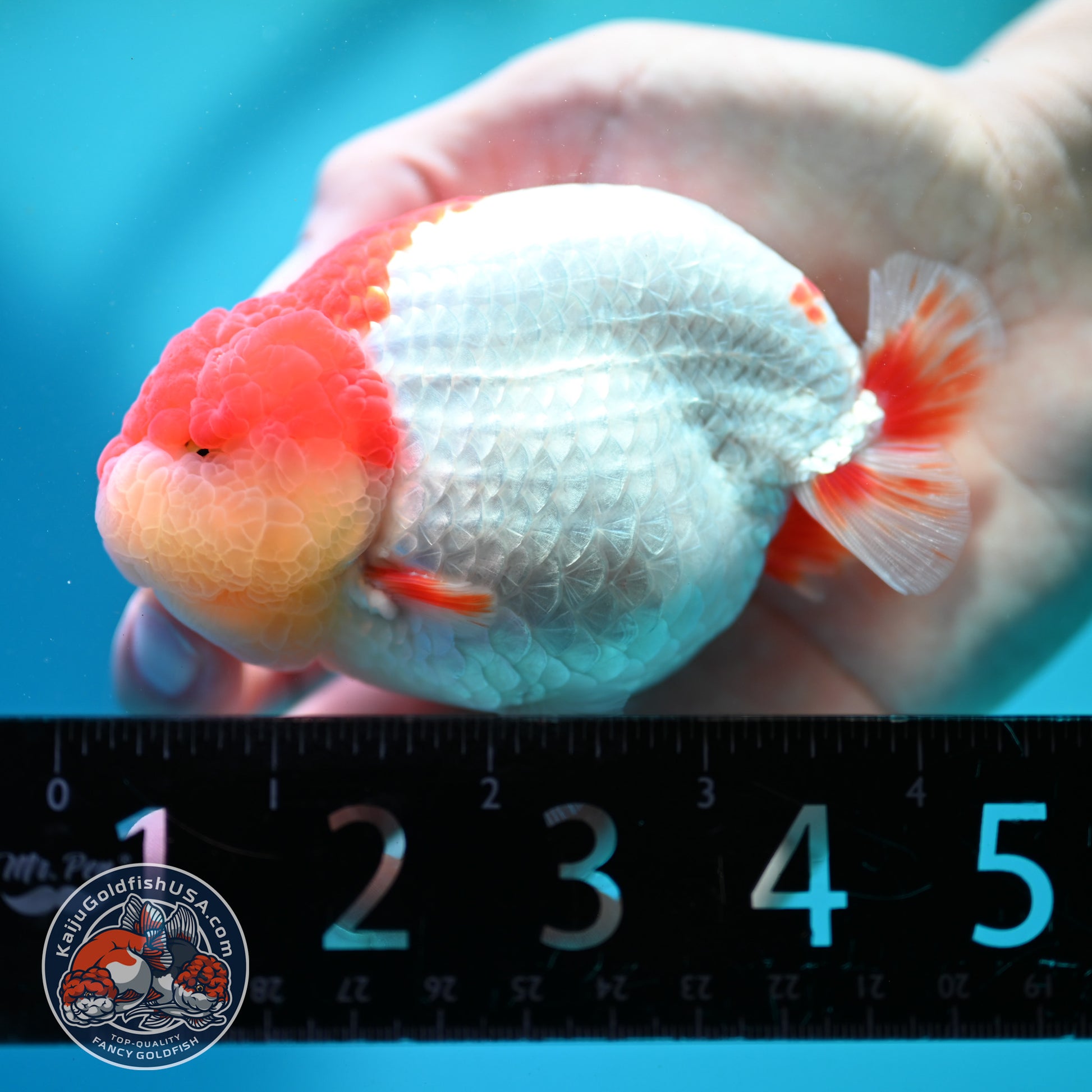 Red White Ranchu 4 inch Body (260515_RC05)