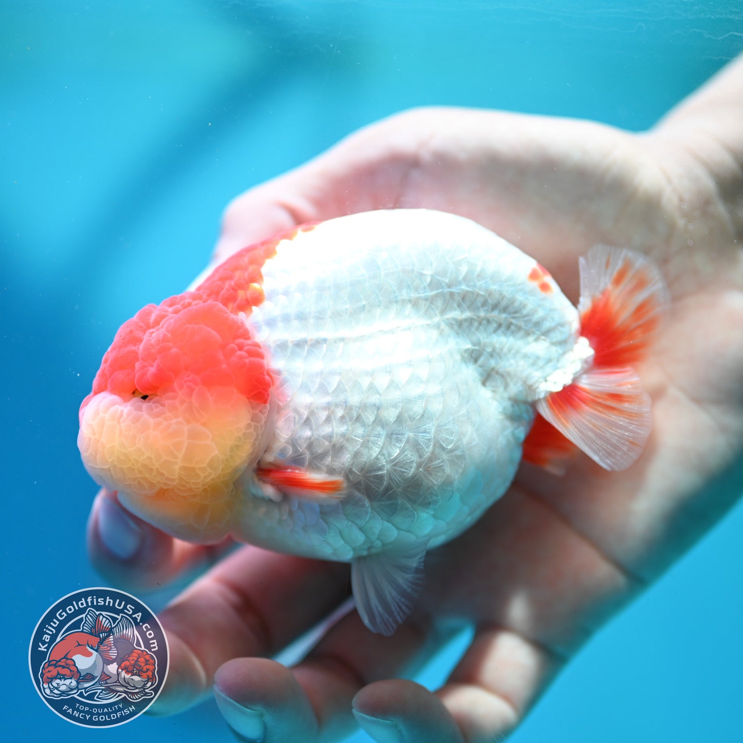 Red White Ranchu 4 inch Body (260515_RC05)