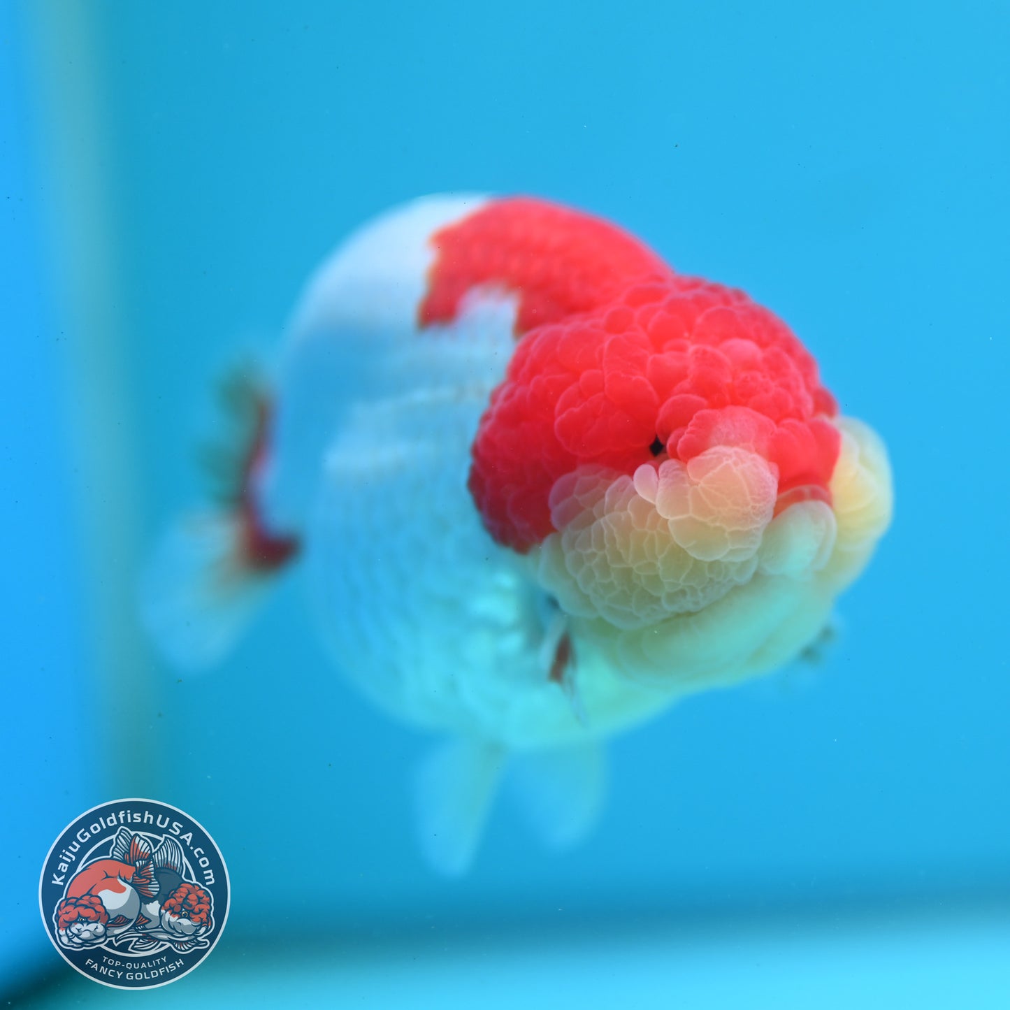 Red White Ranchu 4 inch Body (260515_RC05)