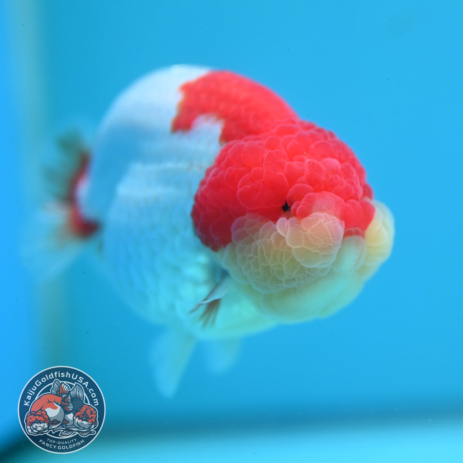 Red White Ranchu 4 inch Body (260515_RC05)