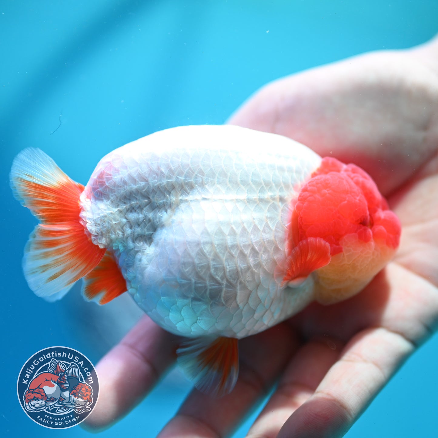Red White Ranchu 4 inch Body (260515_RC06)