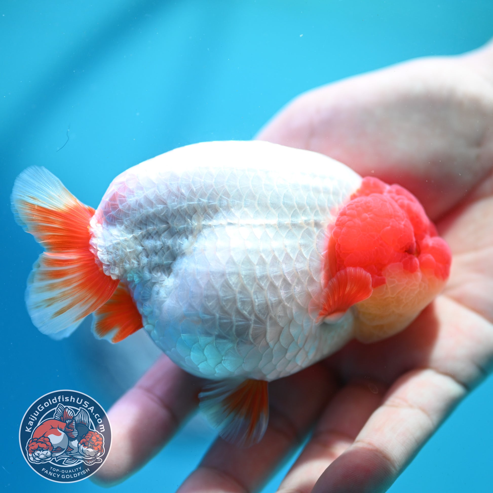 Red White Ranchu 4 inch Body (260515_RC06)